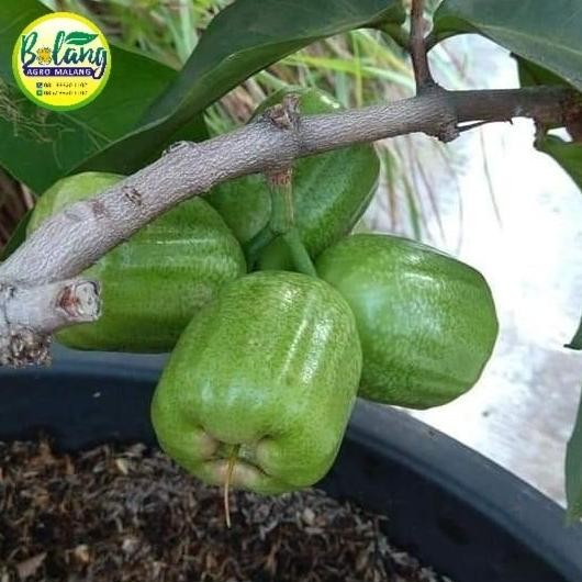 

JAMBU AIR KIOJOK cangkok COD