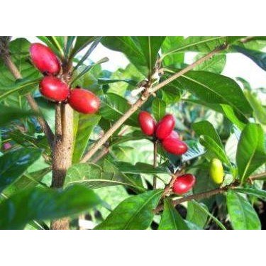 

miracle Fruit sedang berbuah COD