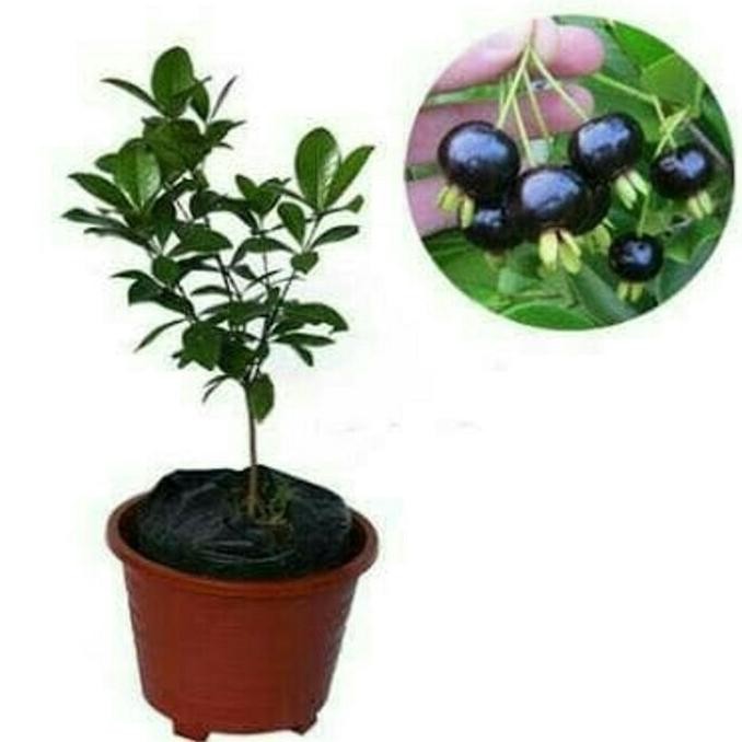 bibit buah cherry black COD