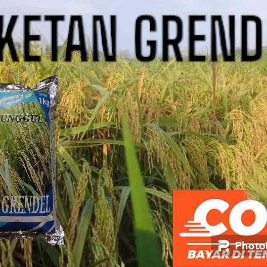 

Benih padi ketan grendel kemasan 1kg COD