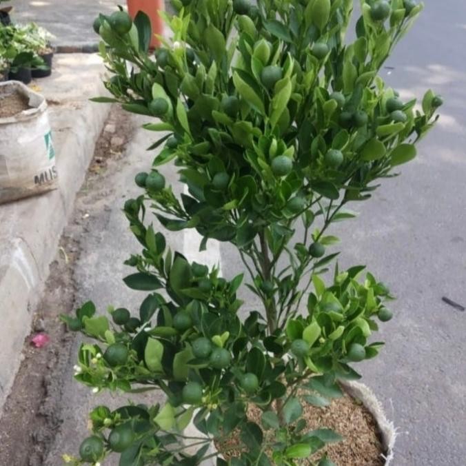 

Pohon Buah Jeruk Songkit / jeruk kinkit / Sudah berbuah COD