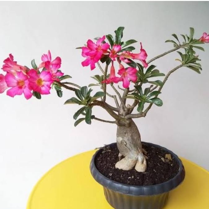 Tanaman kamboja jepang/kamboja bonsai COD