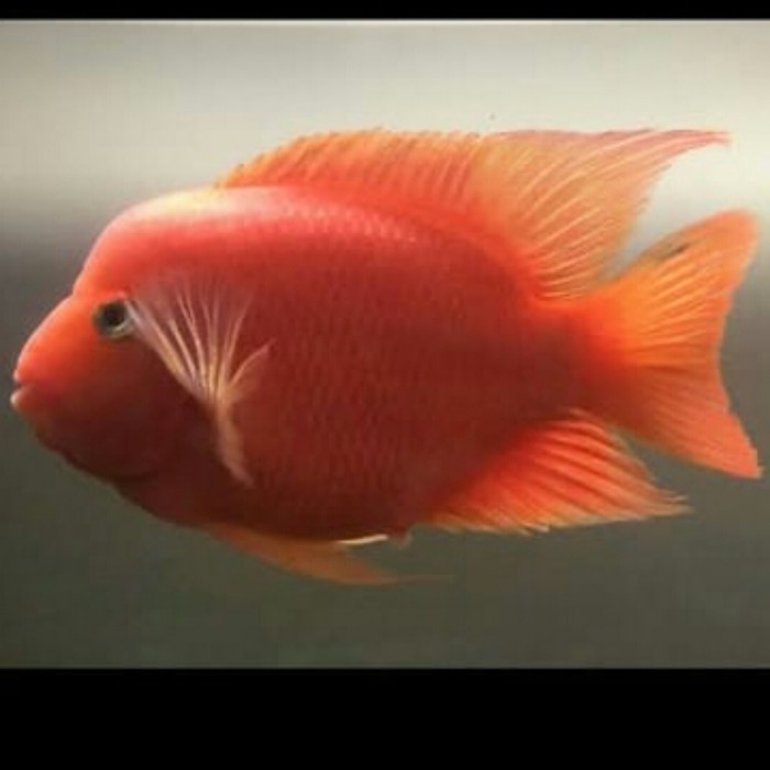 Stok Terbatas Blood King Kong Parrot Cichlid Redhead Scaridae Kingkong Termurah