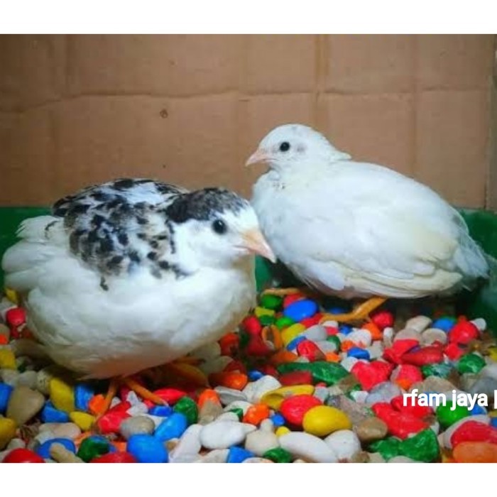 SEPASANG BURUNG PUYUH HIAS BATU UNTUK AVIARY BURUNG PEMBERSIH KANDANG