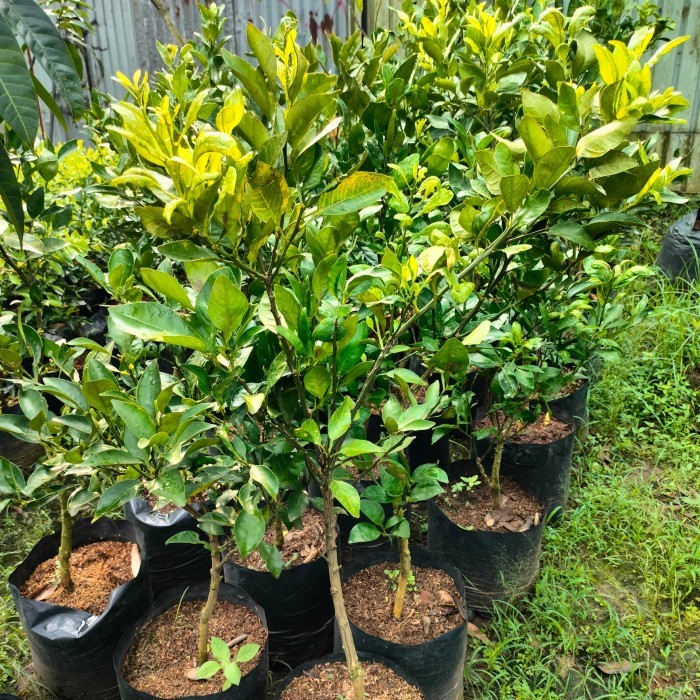 TERBARU bibit jeruk dekopon asli jepang