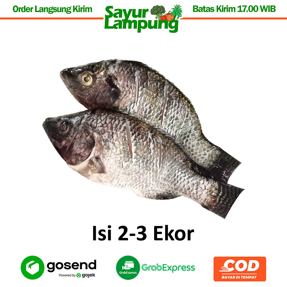 

Ikan Nila Segar 1 Kg - Sayur Lampung