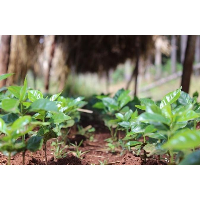 

Arabica Green Coffee Bean - Ethiopia Yirgacheffe