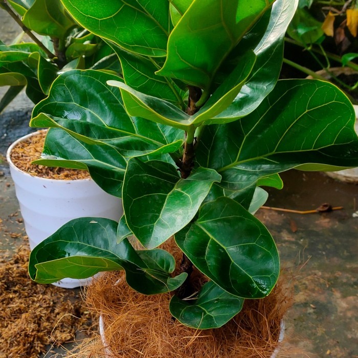 Tanaman Hias Ketapang Biola Mini+Pot Putih Premium Produk