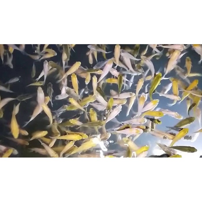 

Ikan Hias Koi Fish Jumbo Serok Random Kecil Hidup Asli Blitar / Anakan Anak Burayak Ikan Koi