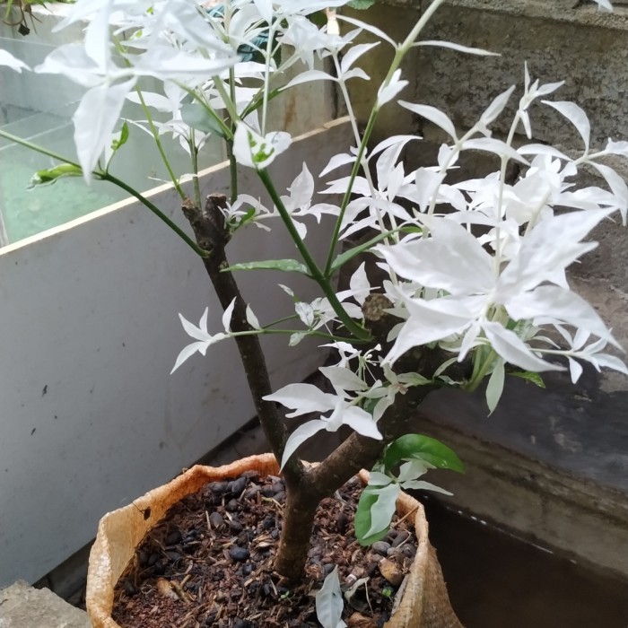 Ready Bonsai anting putri salju tanaman hias anting putri bunga