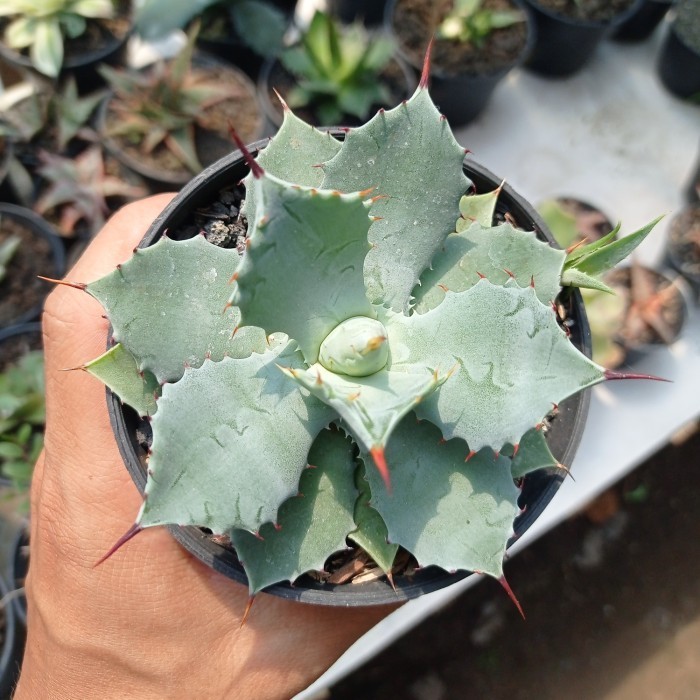 Handicactus Sukulen Agave 'Isthmensis' (Dwarf Butterfy Agave)