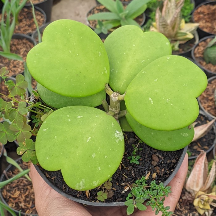 hoya kerrii love cluster