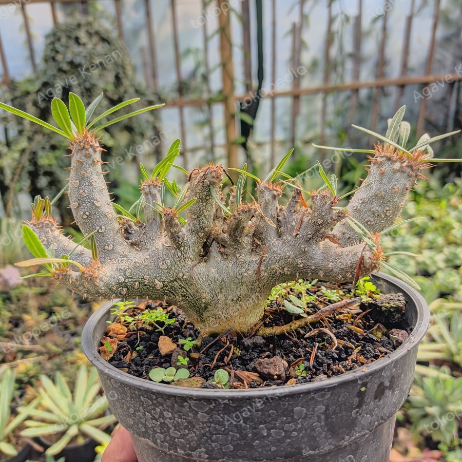 Pachypodium gracilius Tipe B