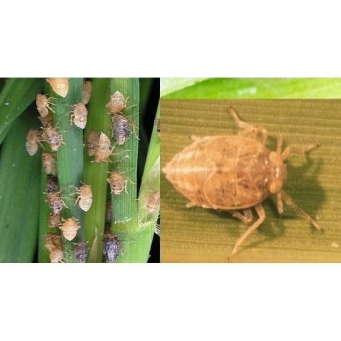 insektisida WINDER 25 WP