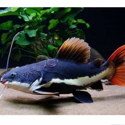 Tebaru ikan Lele RTC amazon size 10cm Berkualitas