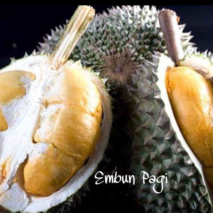 Bibit Buah Durian Kaki 3 / Duri Hitam Malaysia atau ONCE Original