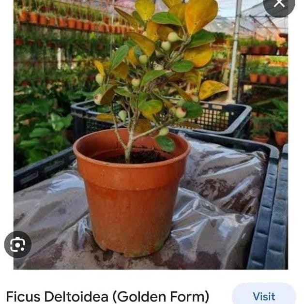Bibit Bonsai Import Ficus Deltoidea Golden Form