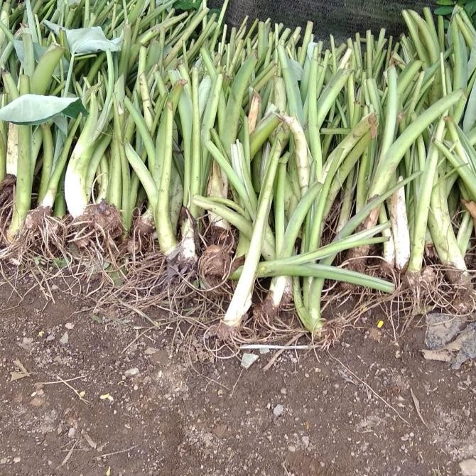 paket 100 bibit tanaman talas belitung/ talas jepang