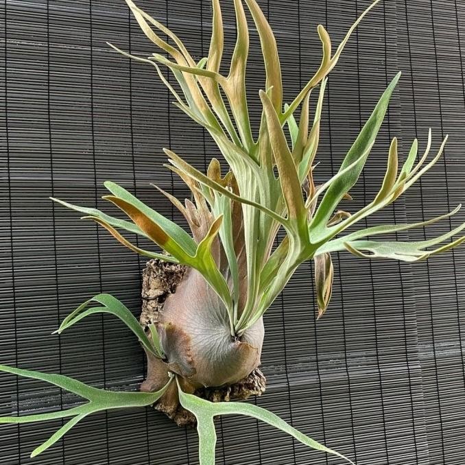 Tanaman Platycerium Blue Boy/Veitchii (baru split)