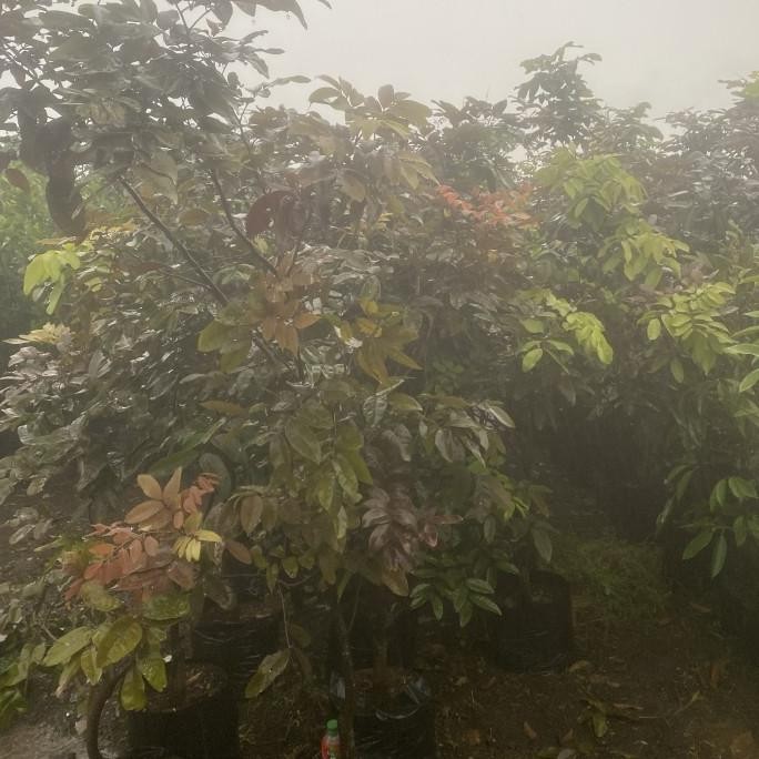 pohon buah kelengkeng merah super sudah berbuah