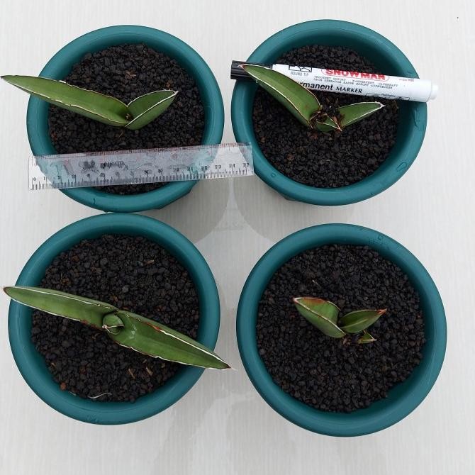 BESS SELLER SANSE / SANSEVIERA SAMURAI LONG - SAMURAI SALAF 1POT