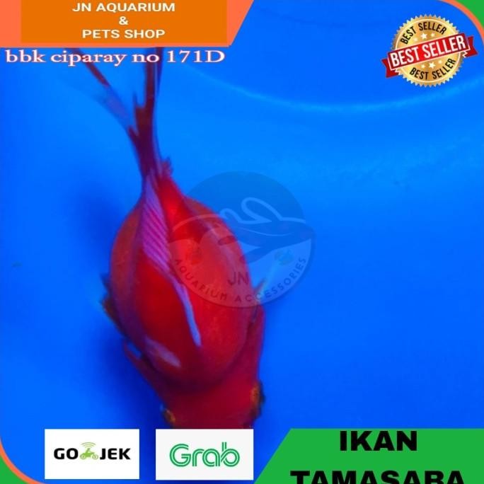 Siap Kirim IKAN HIAS KOKI TAMASABA / KOI TAMASABA IKAN HIAS KOLAM AQUARIUM