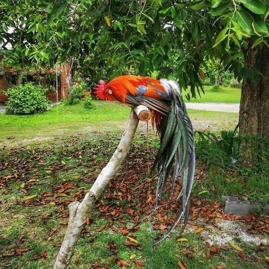 ayam onagadori hias - ayam hias onagadori asli anakan termurah