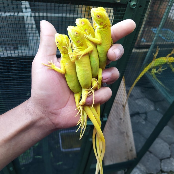 PREMIUM baby iguana albino MURAH