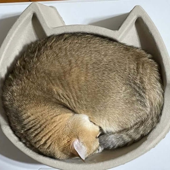 

Cat Bang - Natural Paper Pulp Cat Nest/Tempat Tidur Kucing