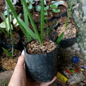 

Baru Bibit Tanaman Kurma Azwa - Pohon Kurma