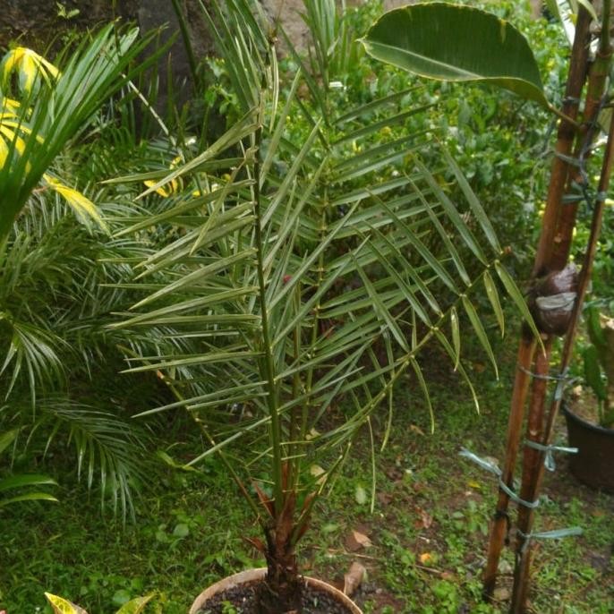 

Baru Pohon Tanaman Kurma Ajwa 1M