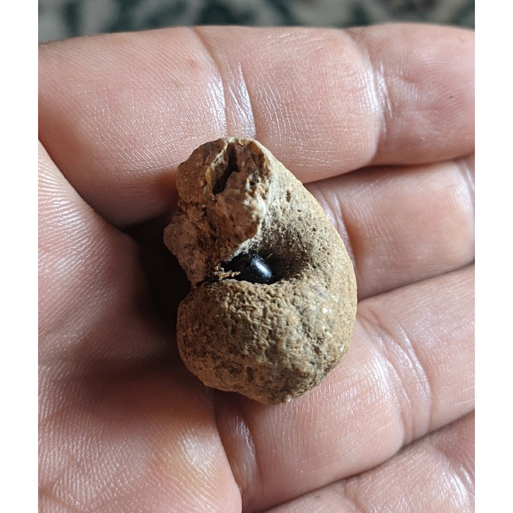 Natural Hadiah Alam Asli Khul Bhun Tet Delimo Whulung Aktif Bersinergi Full