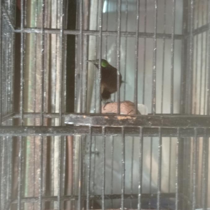 Burung Kolibri Ninja Konin Metalik Masteran Murai Stok Terbatas