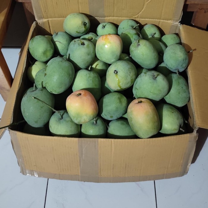 

Mangga Gedong Manis Segar ( 1 KG )