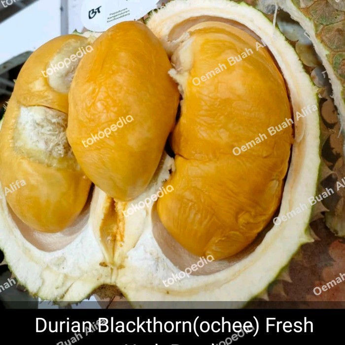 

DURIAN BLACK THORN (OCHEE) FRESH ASLI MALAYSIA