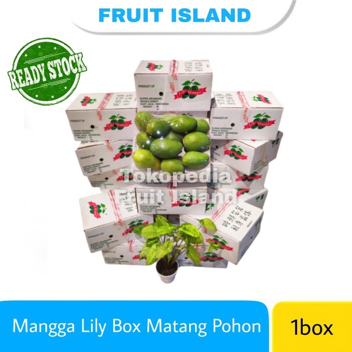 

mangga lily box matang pohon