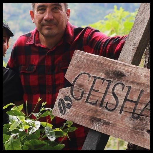 

Panama Geisha Finca Hartmann Mi Finquita Cold Fermented Washed Original Best Quality