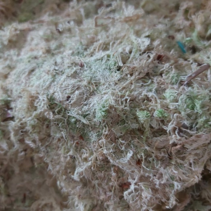 MEDIA TANAM SPHAGNUM MOSS 1 KG