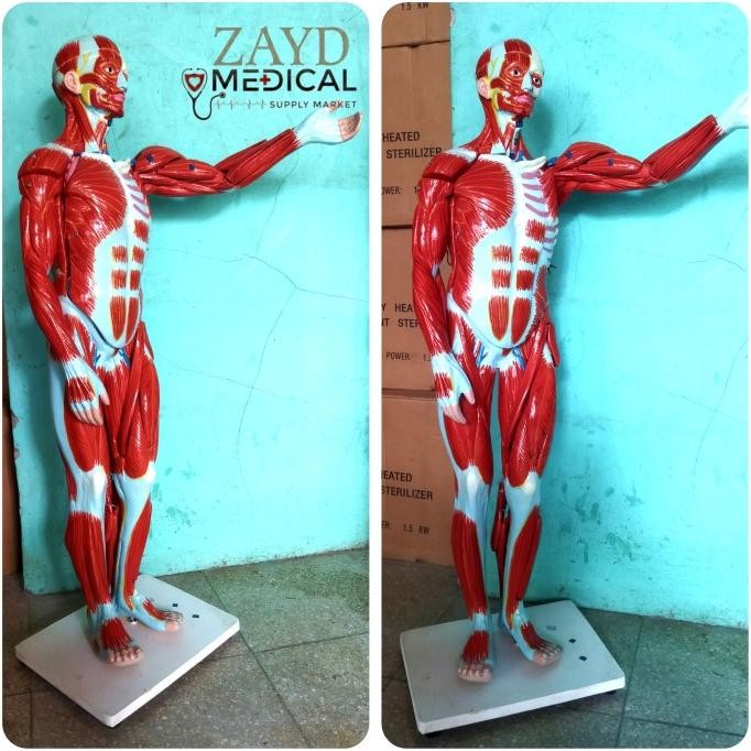 PHANTOM/MANIKIN /MANEKIN MODEL OTOT TUBUH MANUSIA