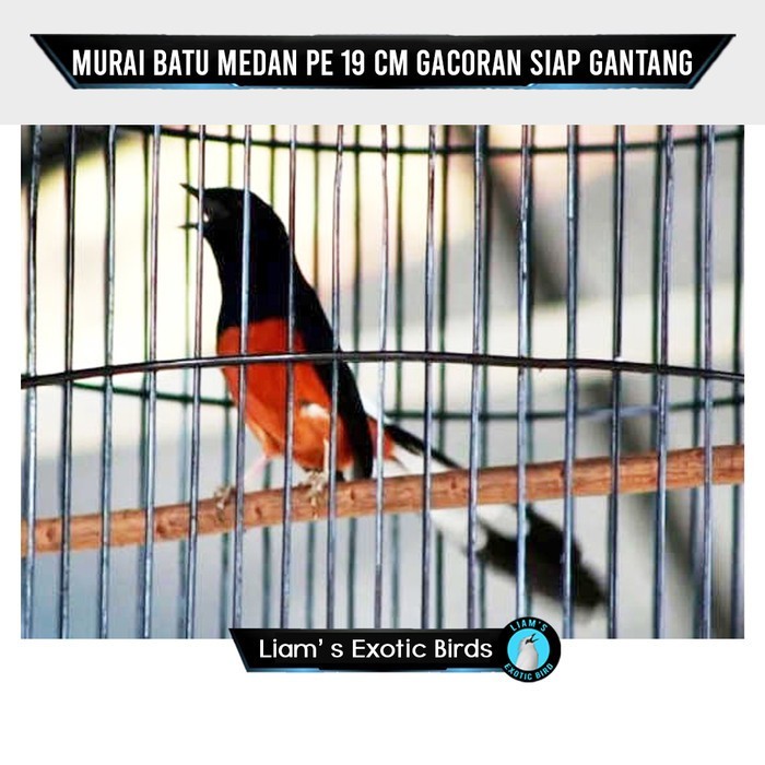 TERBARU Burung Murai Batu Medan PE 18 cm Gacoran Siap Gantang Bergaransi