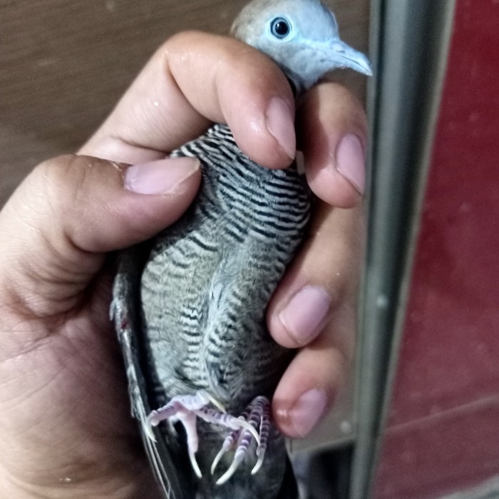 TERBARU perkutut majapahit dan udan mas