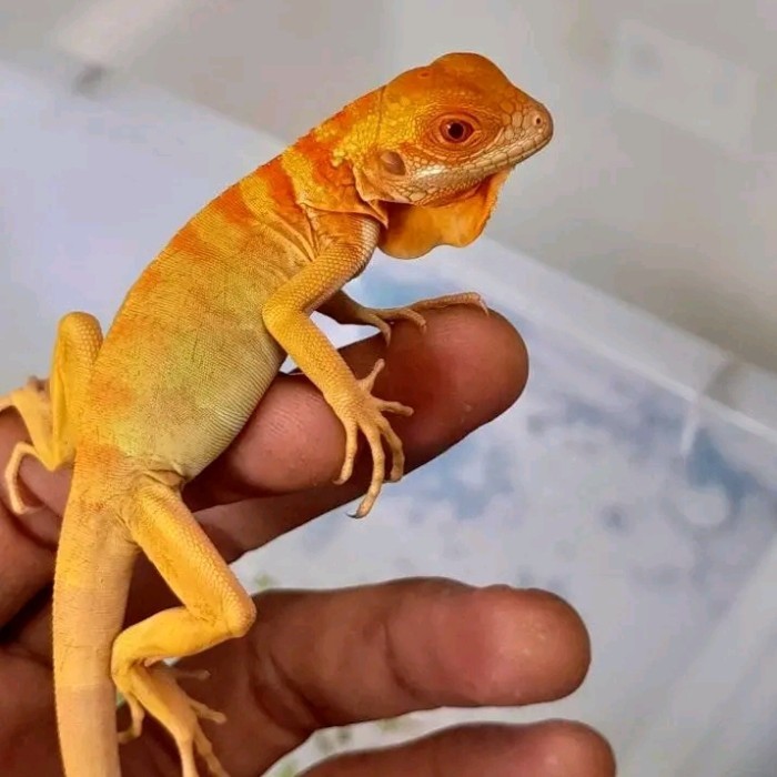 RED ALBINO IGUANA/IGUANA RED ALBINO BABY UP 40cm NOMINUS MULUS