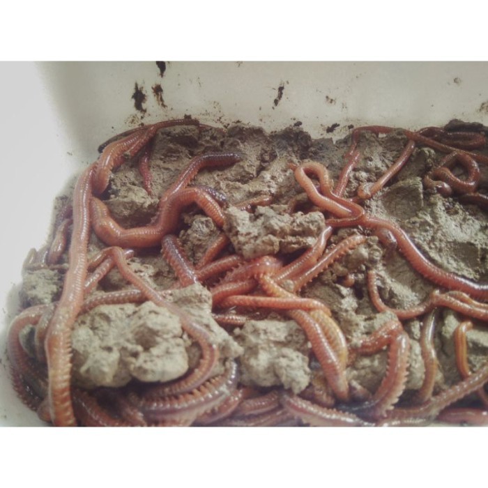 CACING LAUT/KILANG-KILUNG UMPAN SEGALA JENIS IKAN