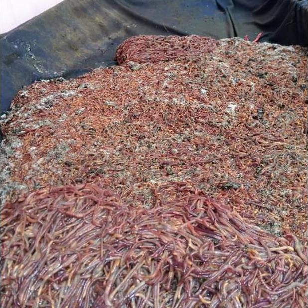 TERLARIS Cacing Tiger Bagus Untuk Umpan Galatama Lele