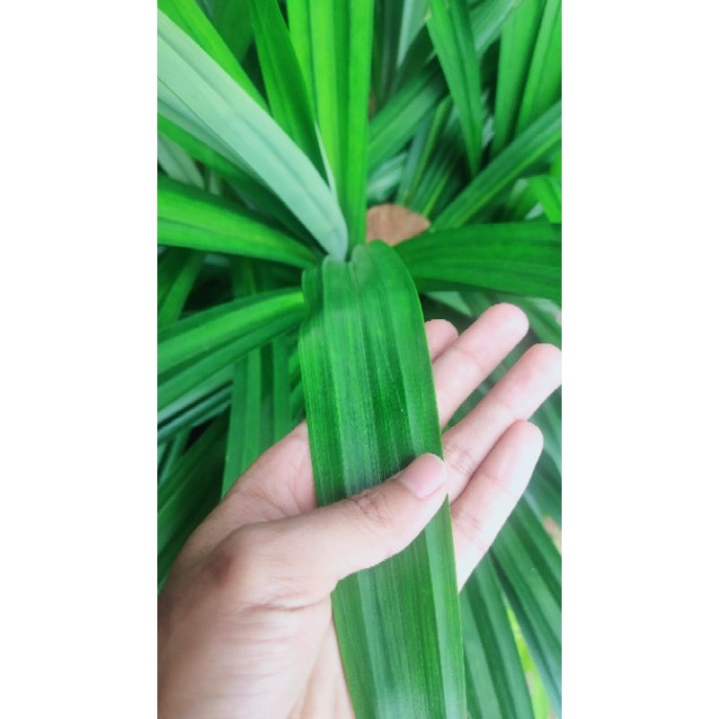 

DAUN PANDAN SEGAR, LANGSUNG PETIK DARI POHONNYA