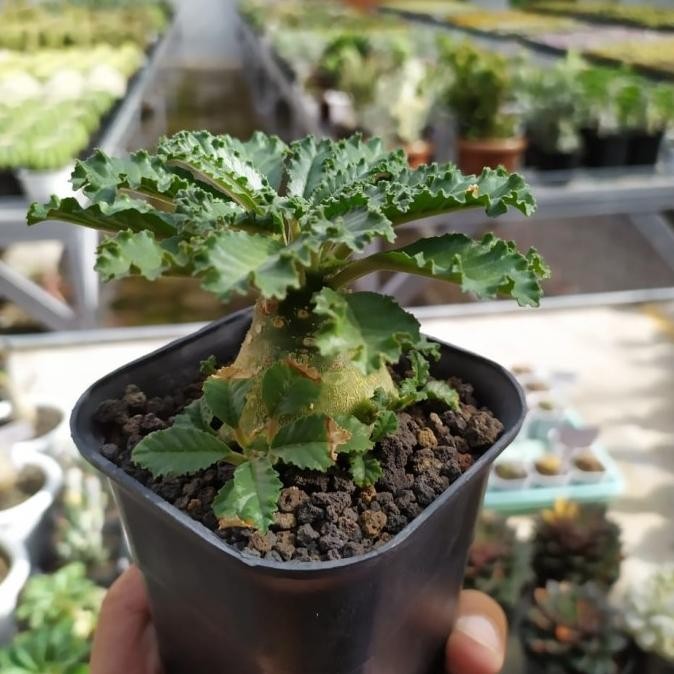 dorstenia lavrani (seedling) rare item kaktus sukulen tanaman hias