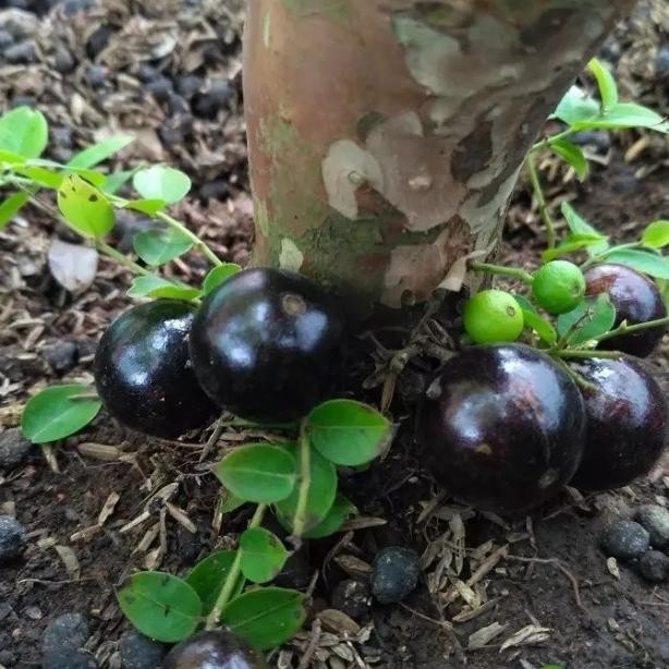 Bibit POHON ANGGUR BRAZIL PRECO Sudah Berbuah Tinggi 1 Meter Batang Besar Live