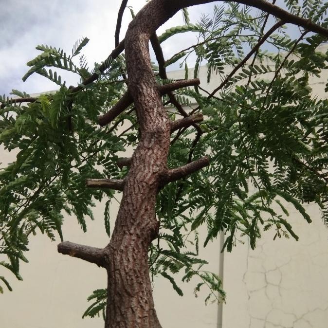 pohon asem bonsai