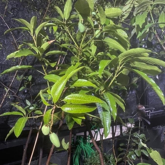 tanaman buah mangga // sudah berbuah