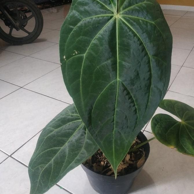 tanaman hias kuping gajah indukan Regale raksasa 4 helai daun